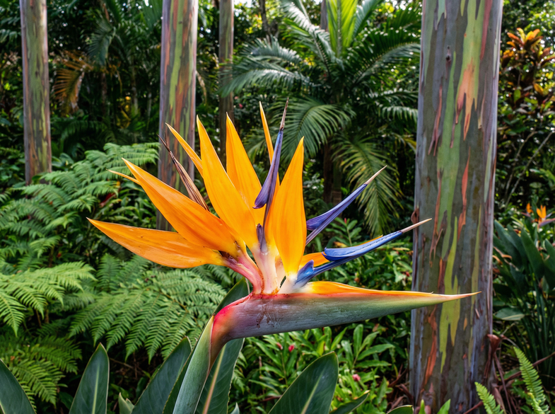 四虎视频植物视频幕后花絮