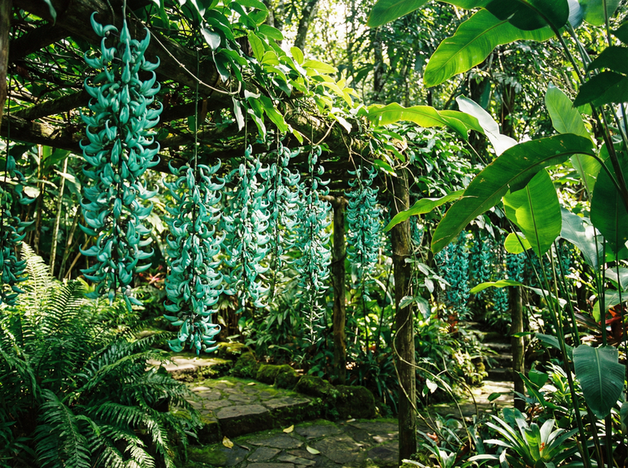 四虎视频植物保护视频